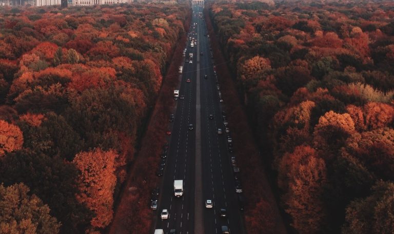 berlin_trees-532299-edited